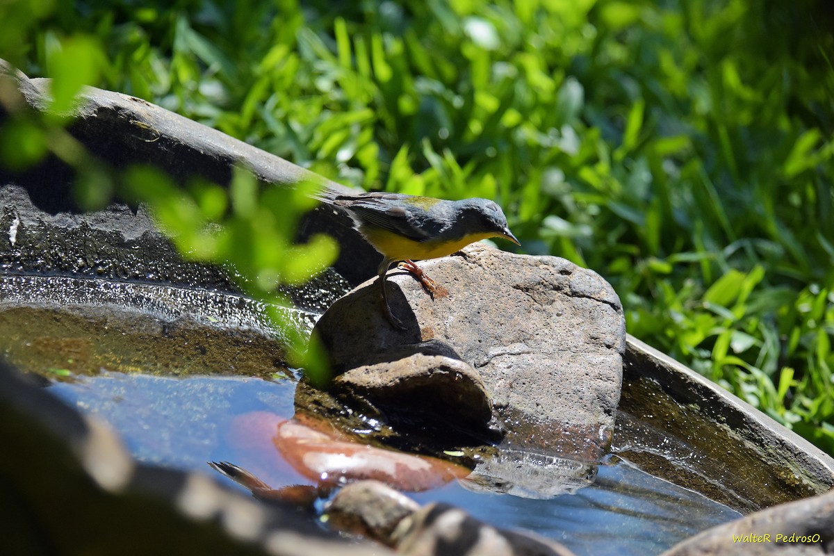 Tropical Parula - ML646899122