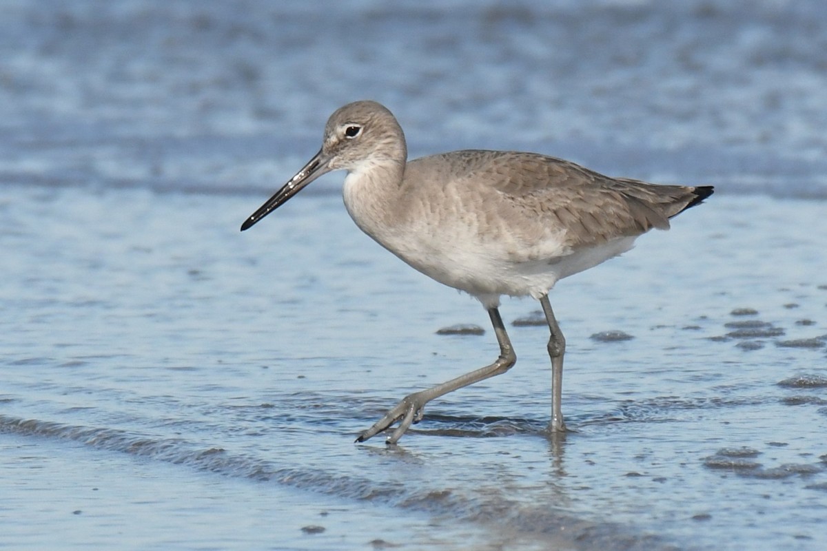 Willet (Western) - ML646899123