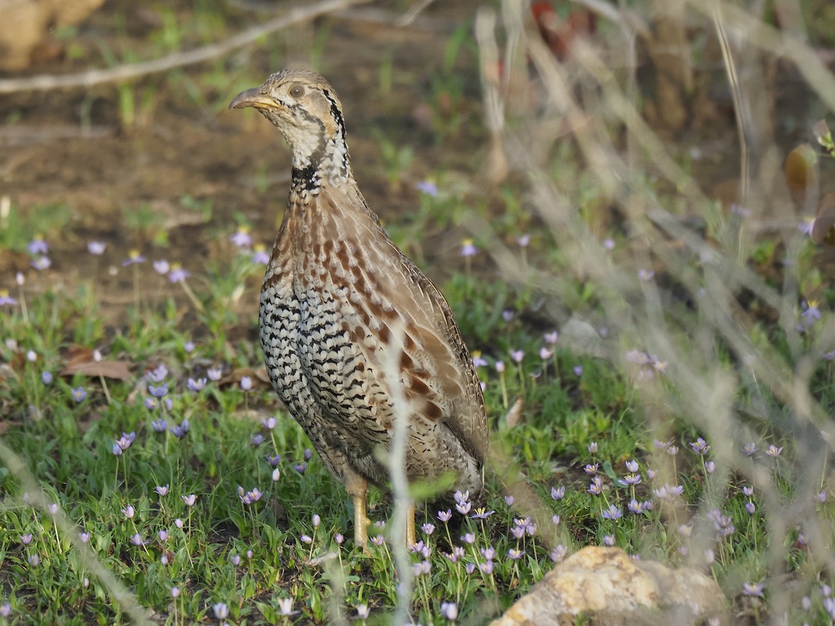Shelley's Francolin - ML646899129