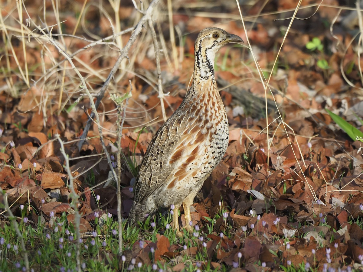 Shelley's Francolin - ML646899130