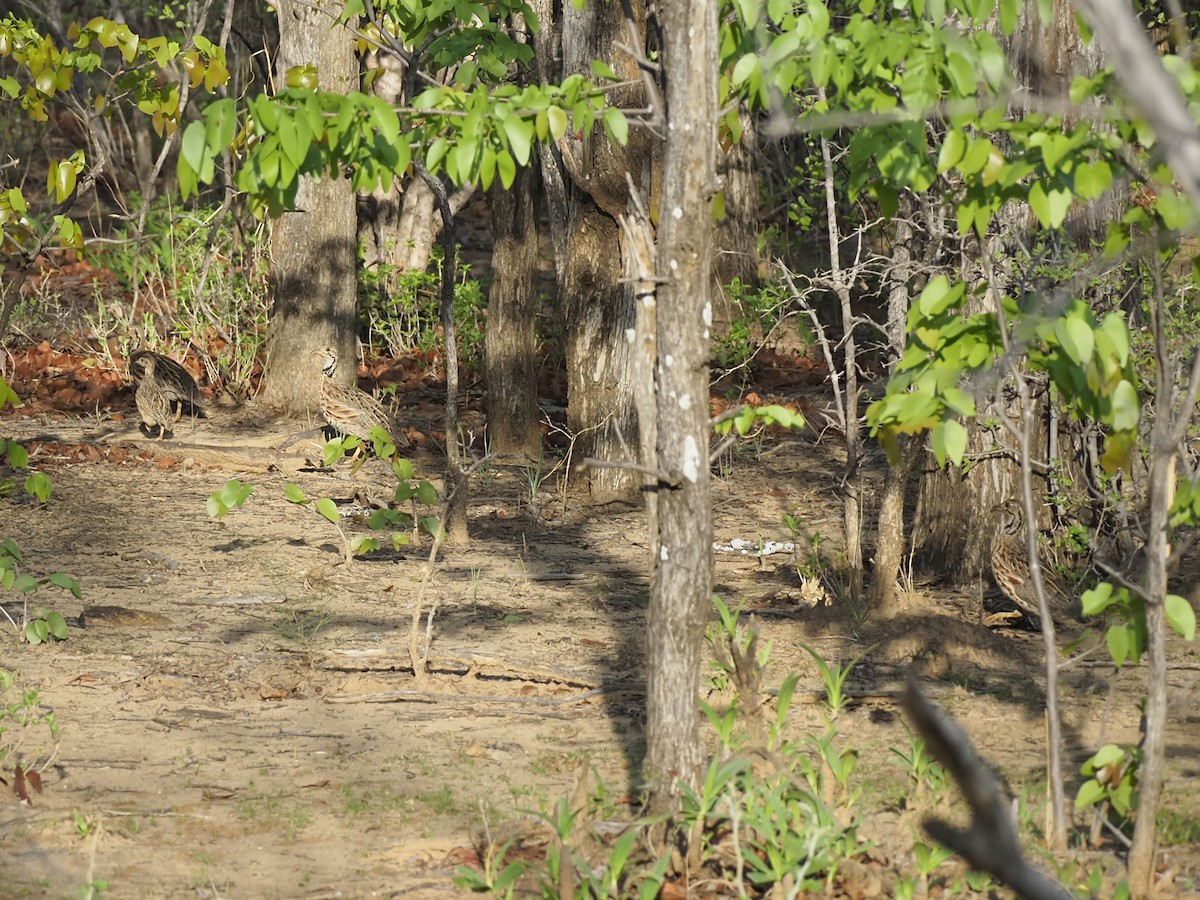 Shelley's Francolin - ML646899131