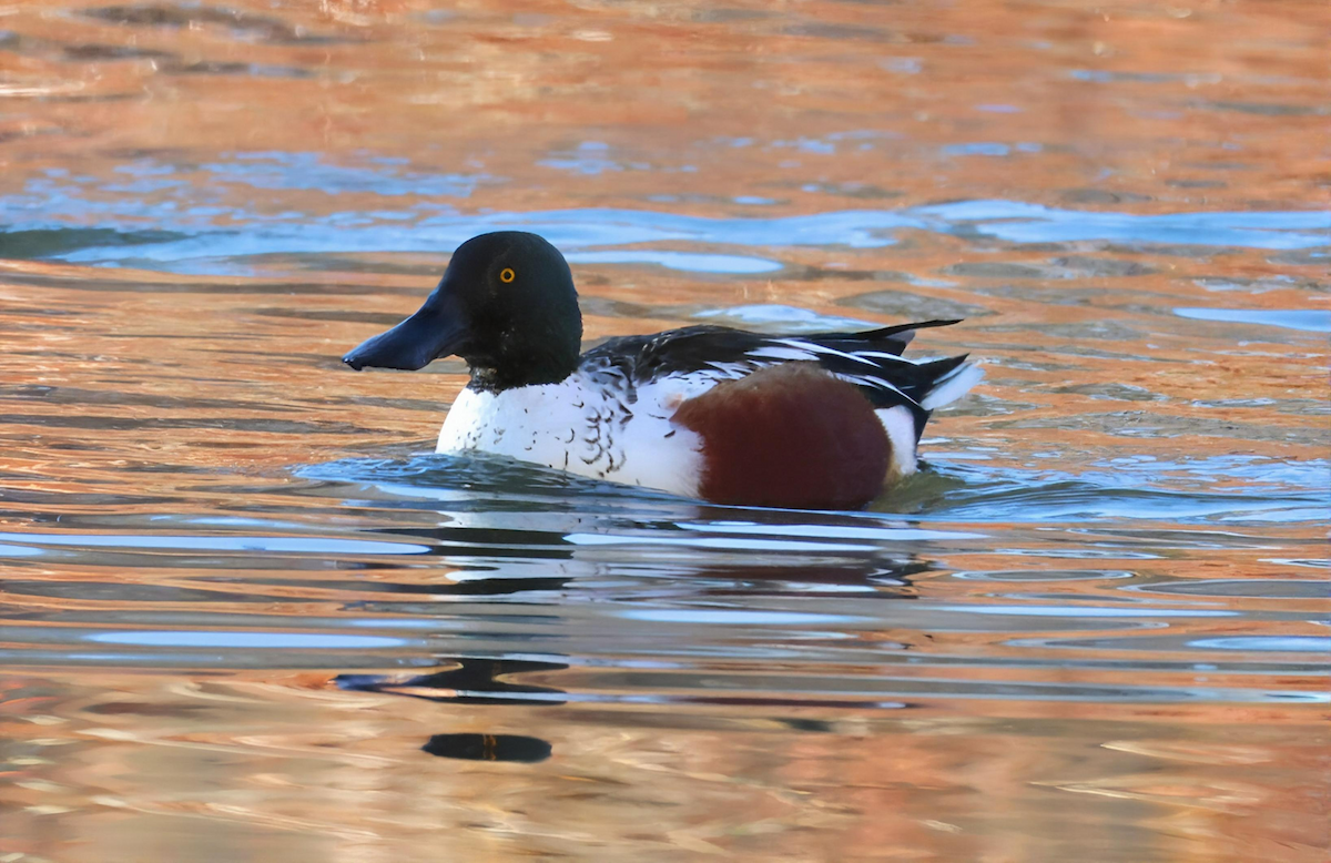 Northern Shoveler - ML646899143