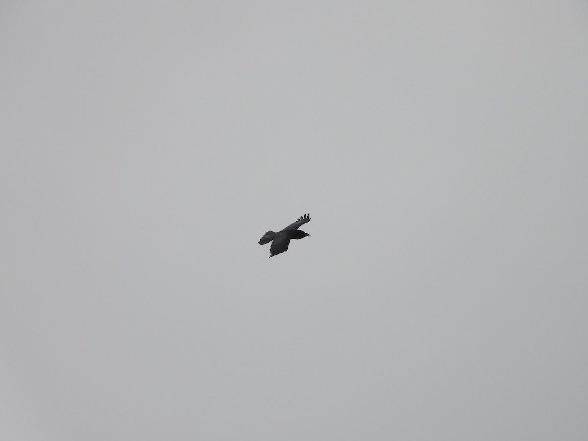 Erroi handia - ML646899144