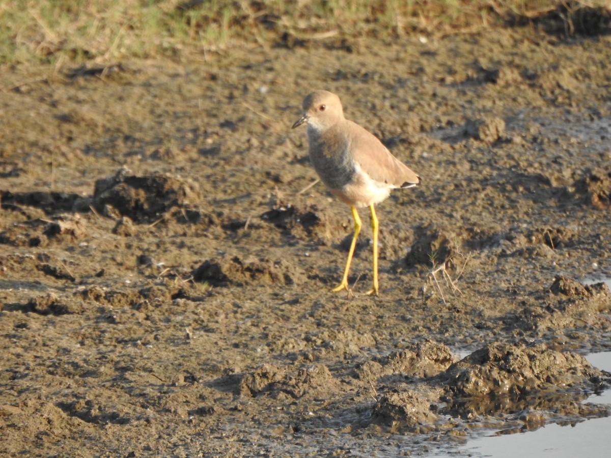 White-tailed Lapwing - ML646899145