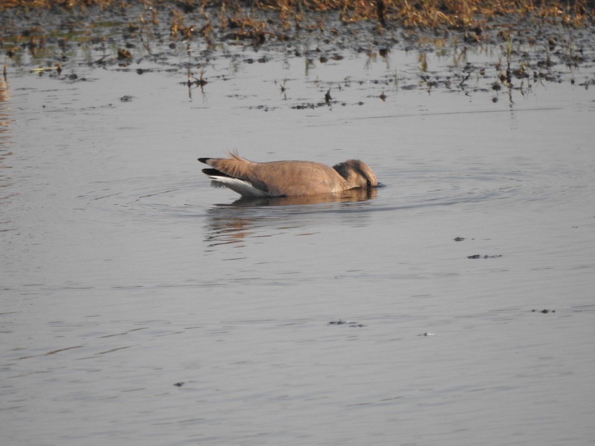 White-tailed Lapwing - ML646899146