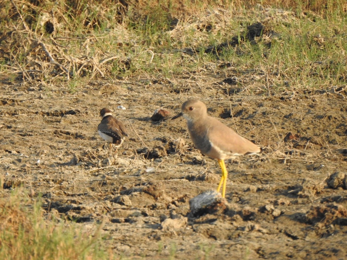 White-tailed Lapwing - ML646899147