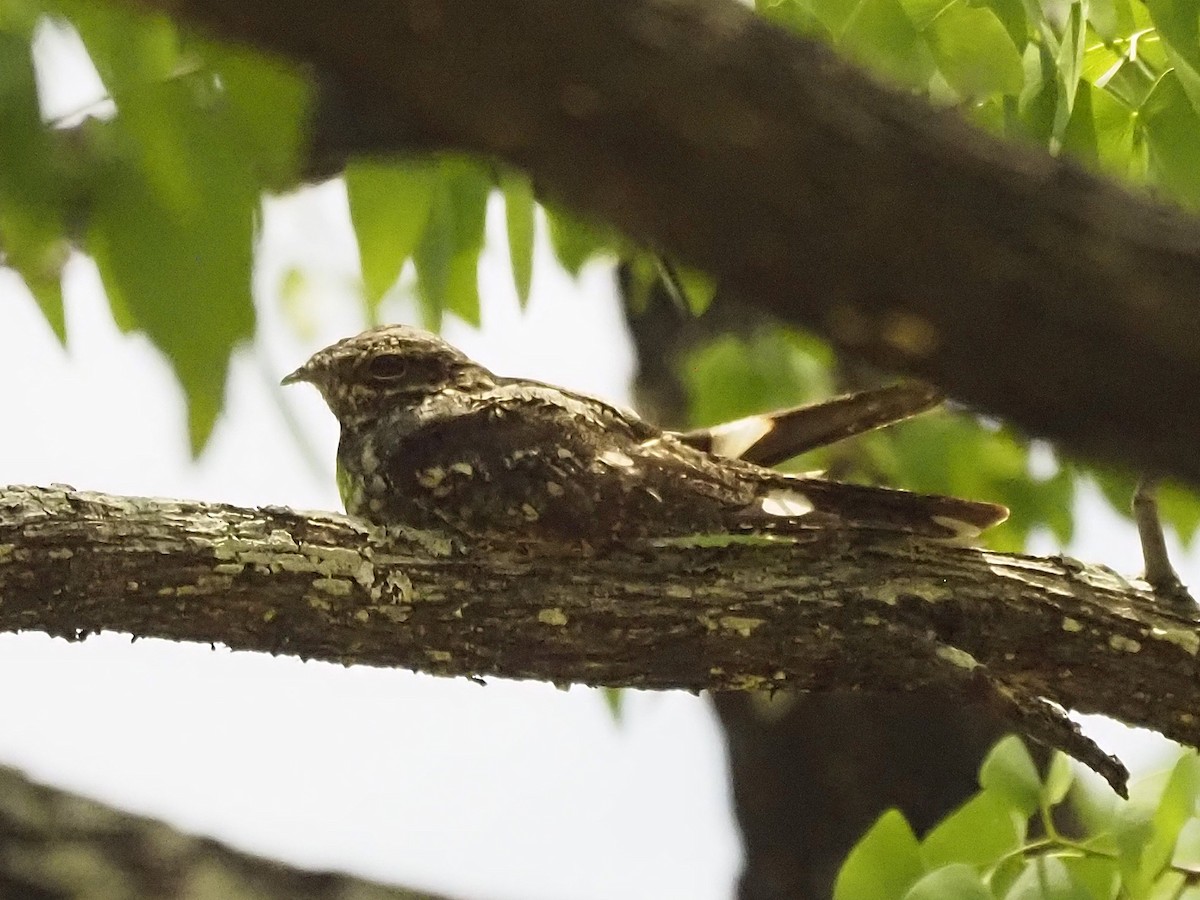 Eurasian Nightjar - ML646899148