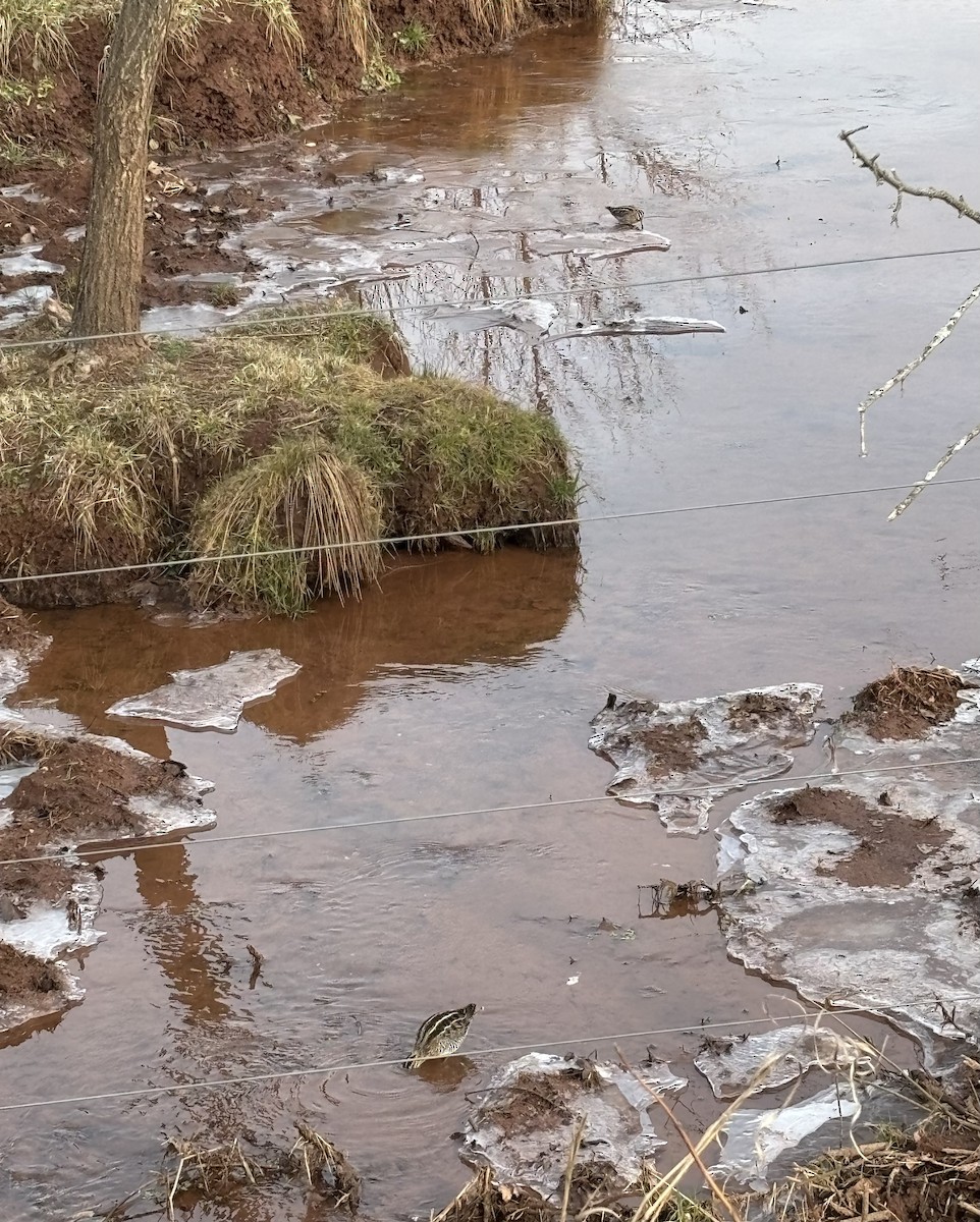 Wilson's Snipe - ML646899150