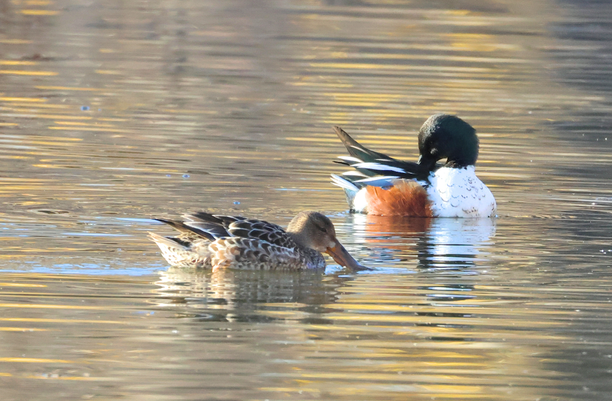 Northern Shoveler - ML646899151