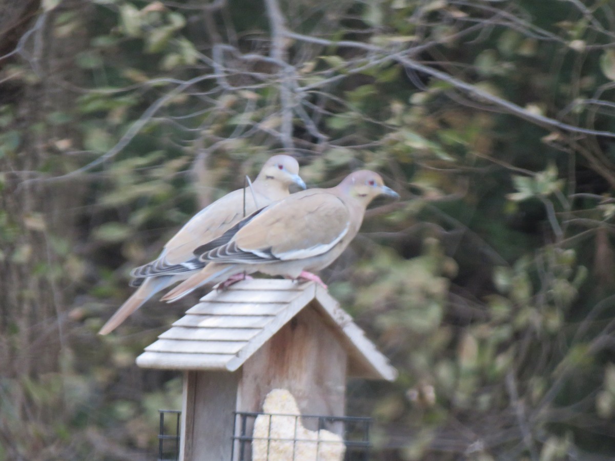 White-winged Dove - ML646899154