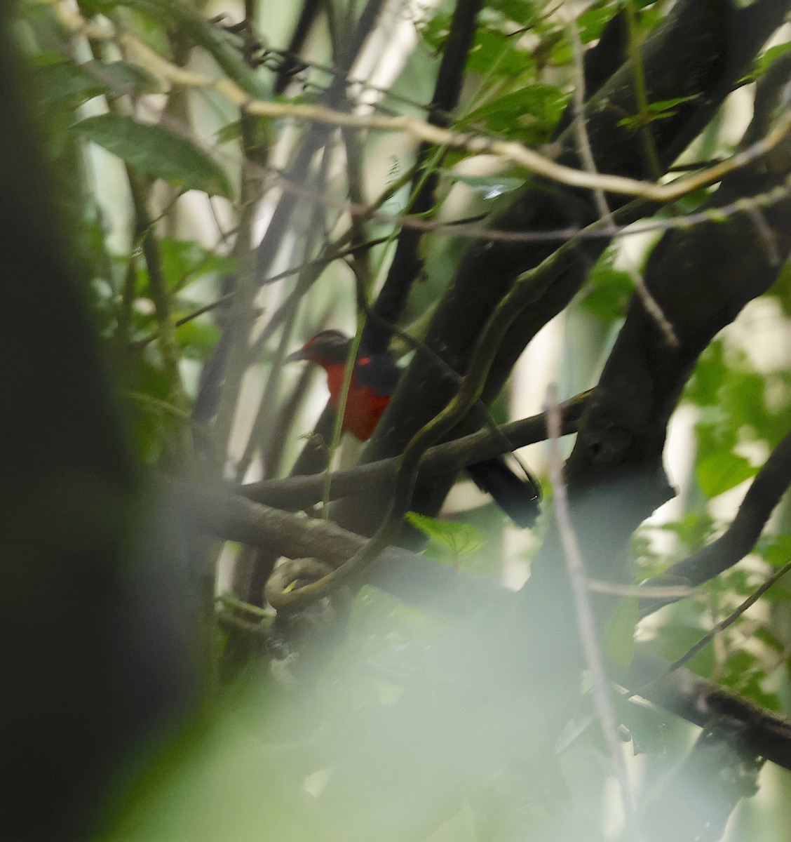 Rosy Thrush-Tanager - ML646899158