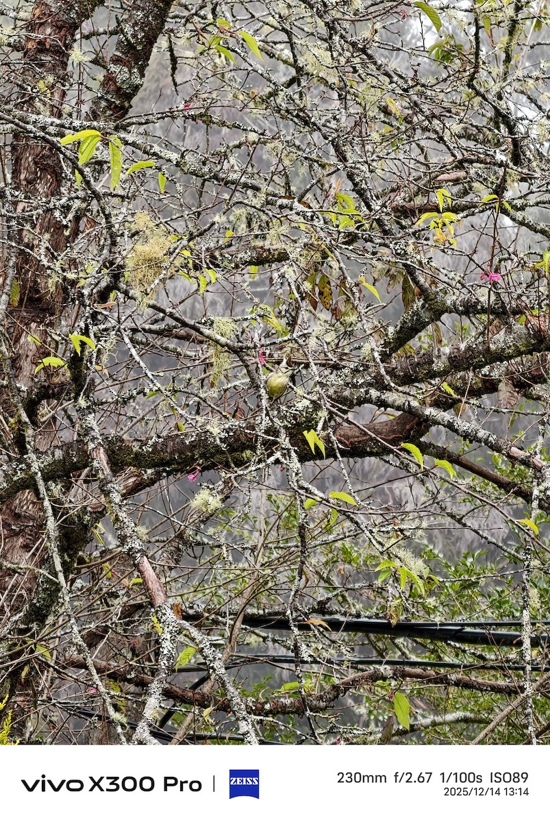 冠羽畫眉 - ML646899159