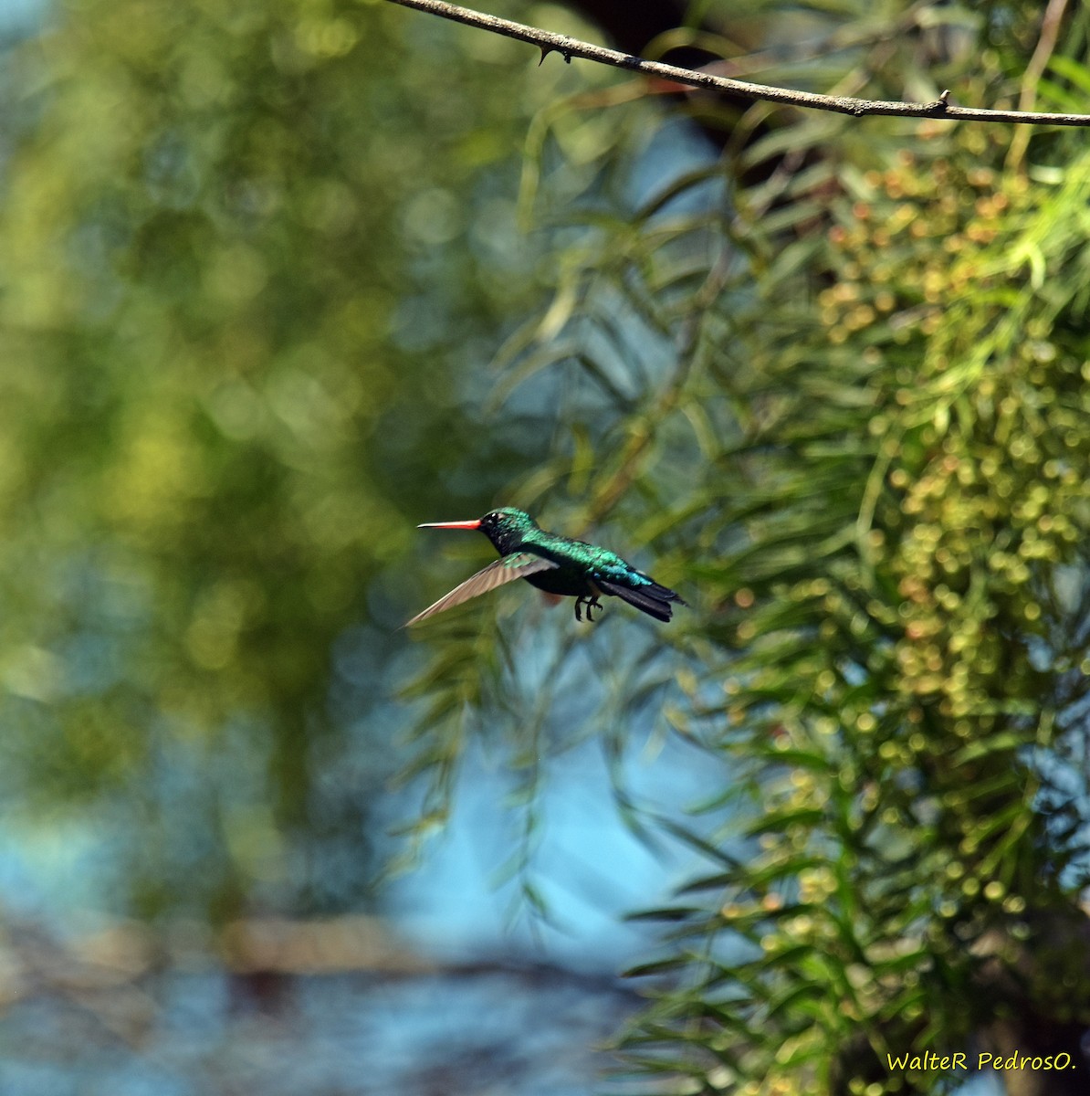 Glittering-bellied Emerald - ML646899171