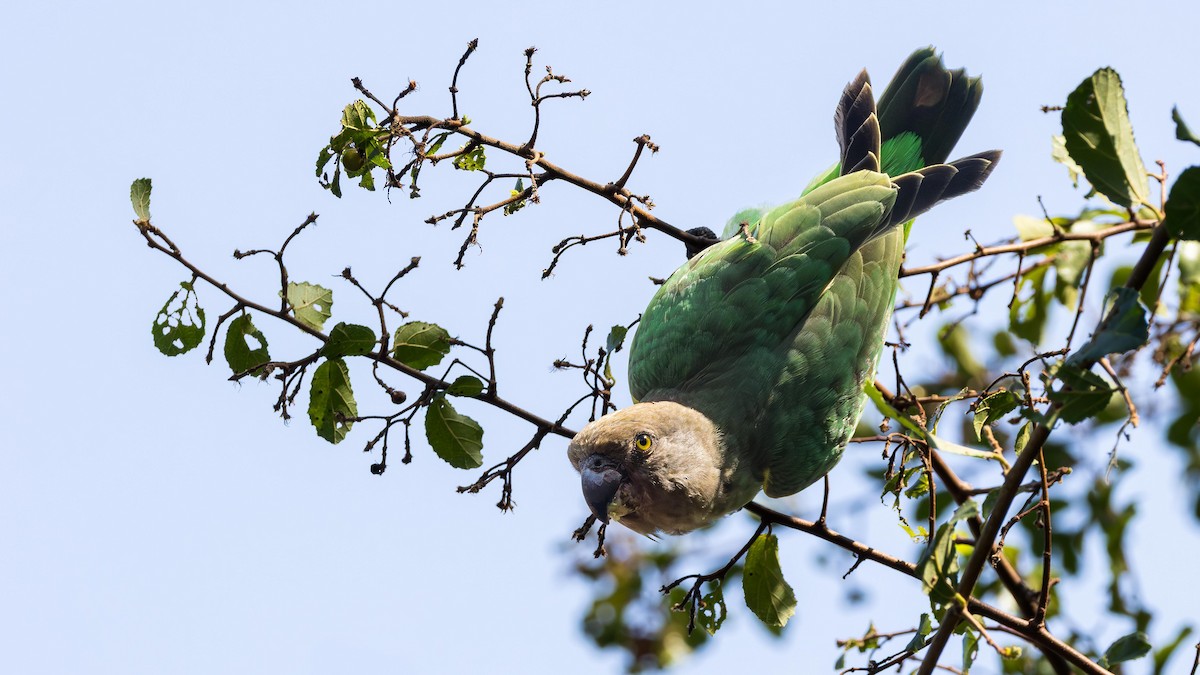 Boz Başlı Papağan - ML646899173