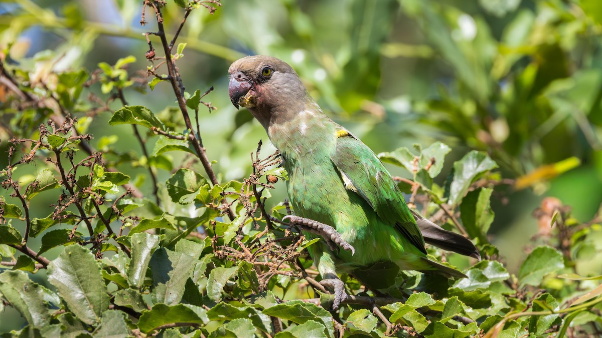 Boz Başlı Papağan - ML646899174