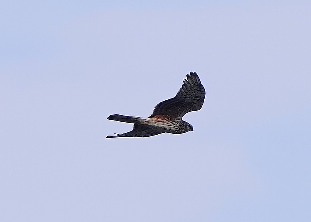 Hen Harrier - ML646899182
