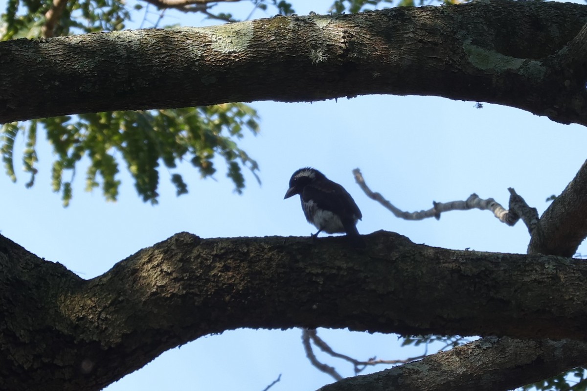 Weißohr-Bartvogel - ML646899184