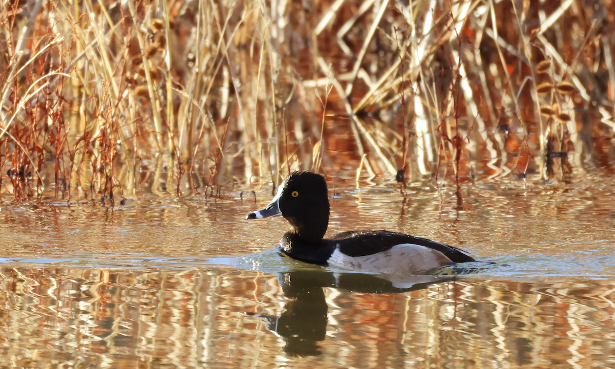 Ring-necked Duck - ML646899185