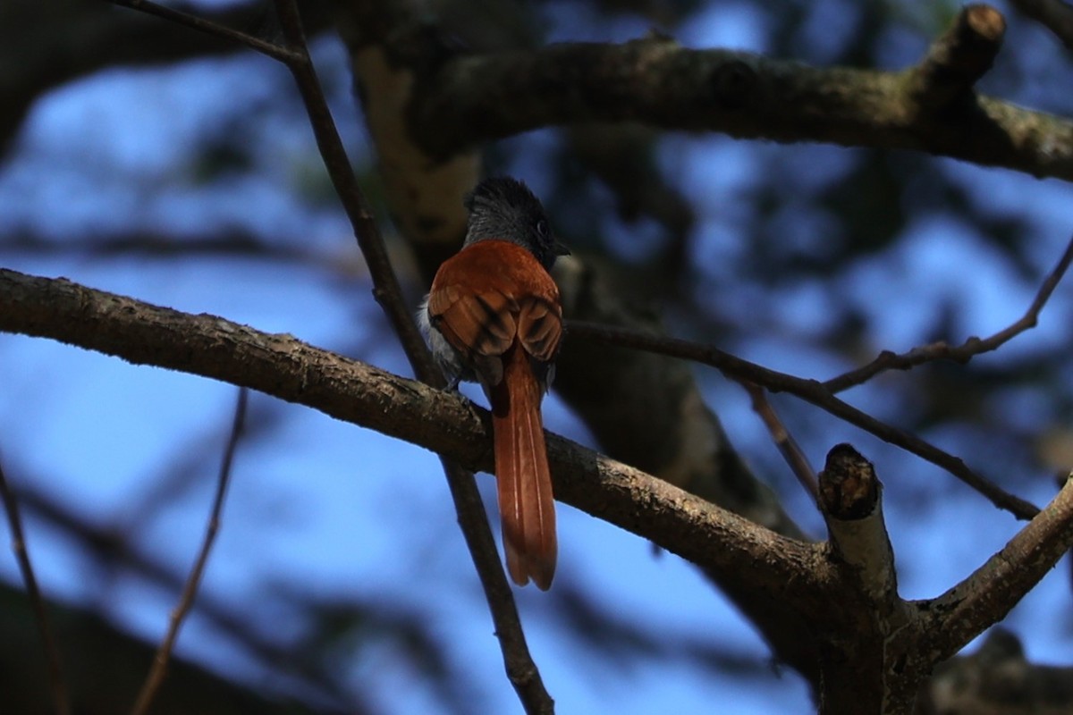 Graubrust-Paradiesschnäpper - ML646899186