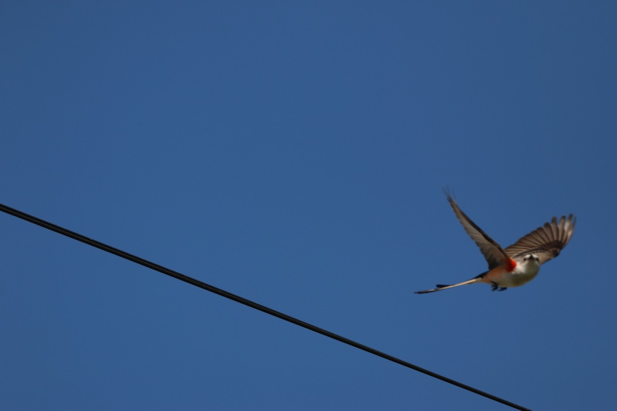 Scissor-tailed Flycatcher - ML646899187