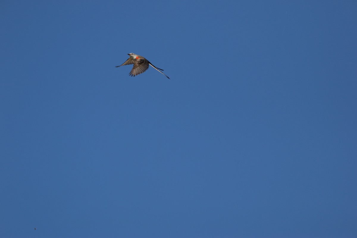 Scissor-tailed Flycatcher - ML646899188