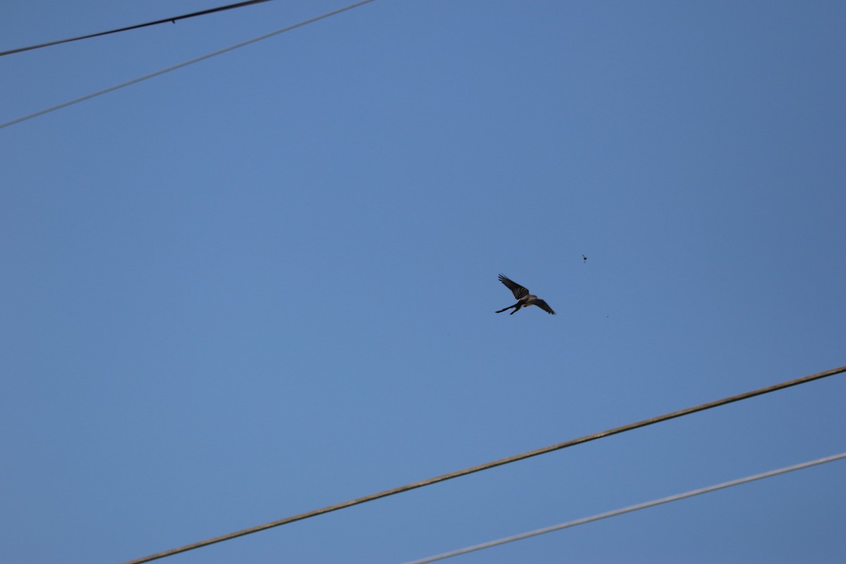 Scissor-tailed Flycatcher - ML646899189