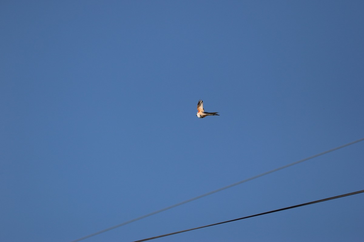Scissor-tailed Flycatcher - ML646899190