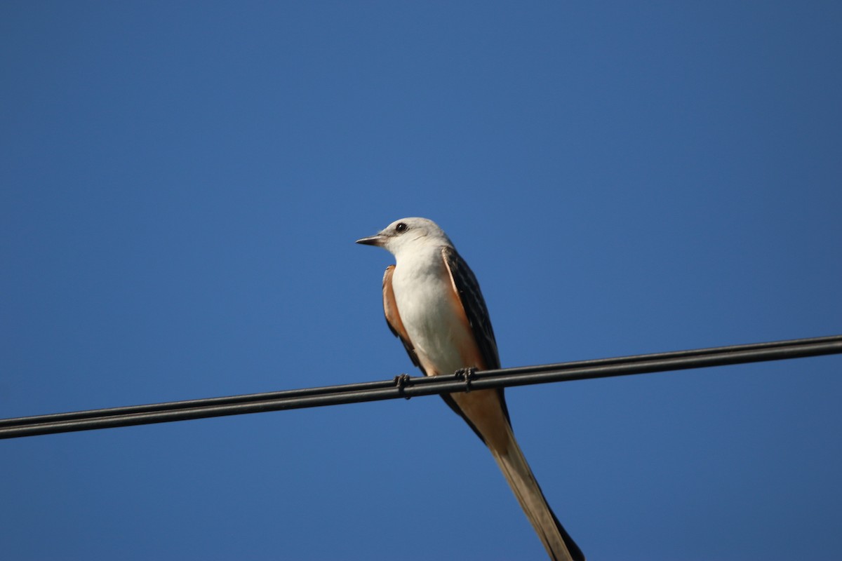 Scissor-tailed Flycatcher - ML646899191