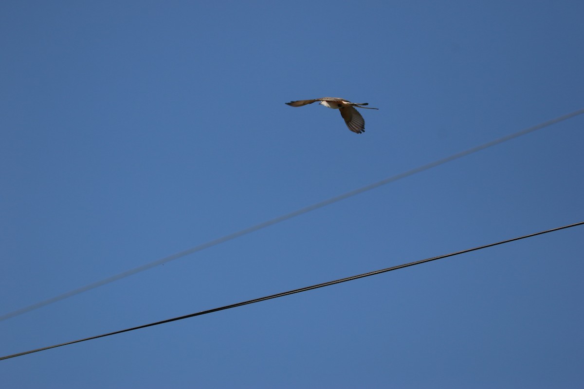 Scissor-tailed Flycatcher - ML646899192
