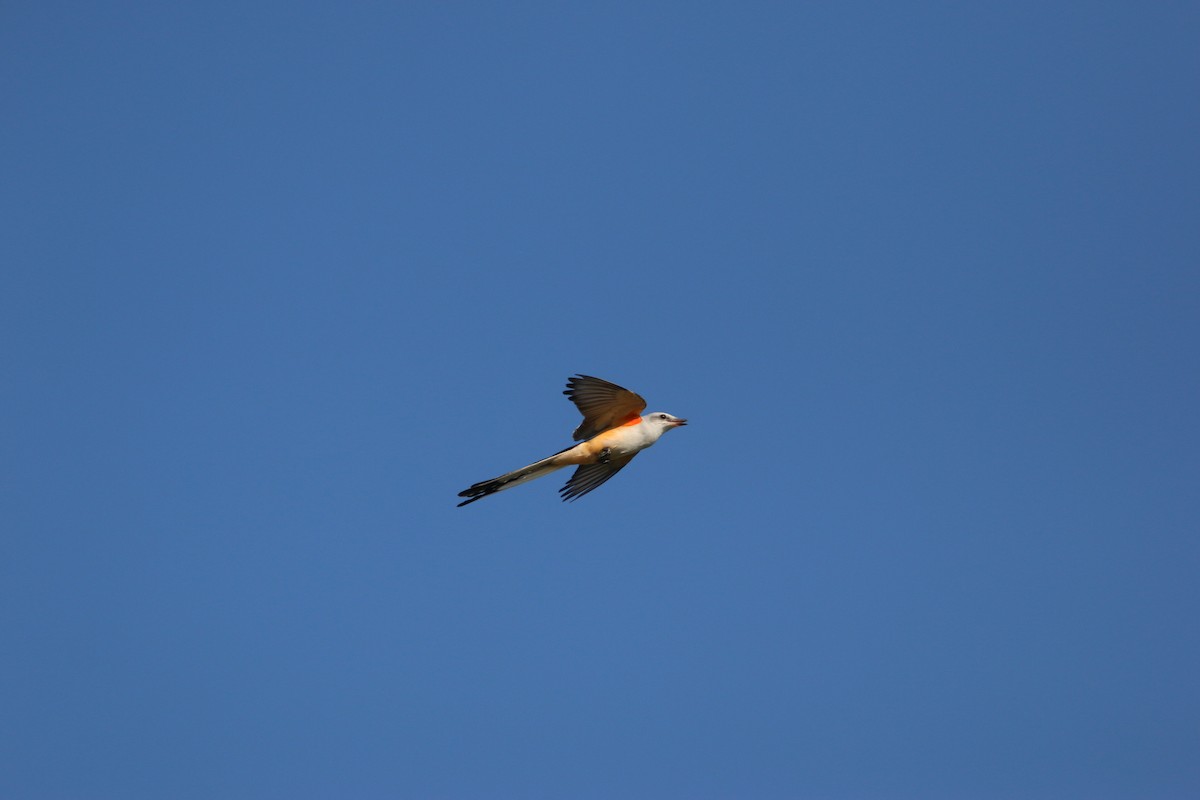 Scissor-tailed Flycatcher - ML646899193