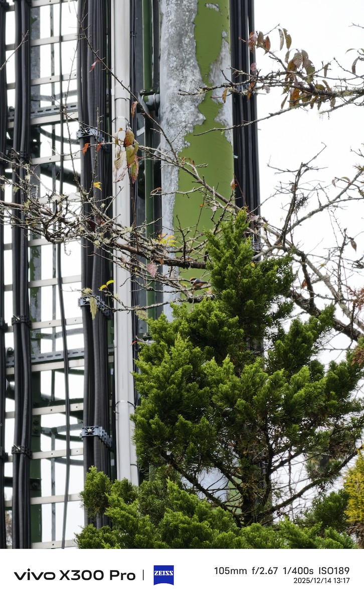 紅頭山雀 - ML646899195