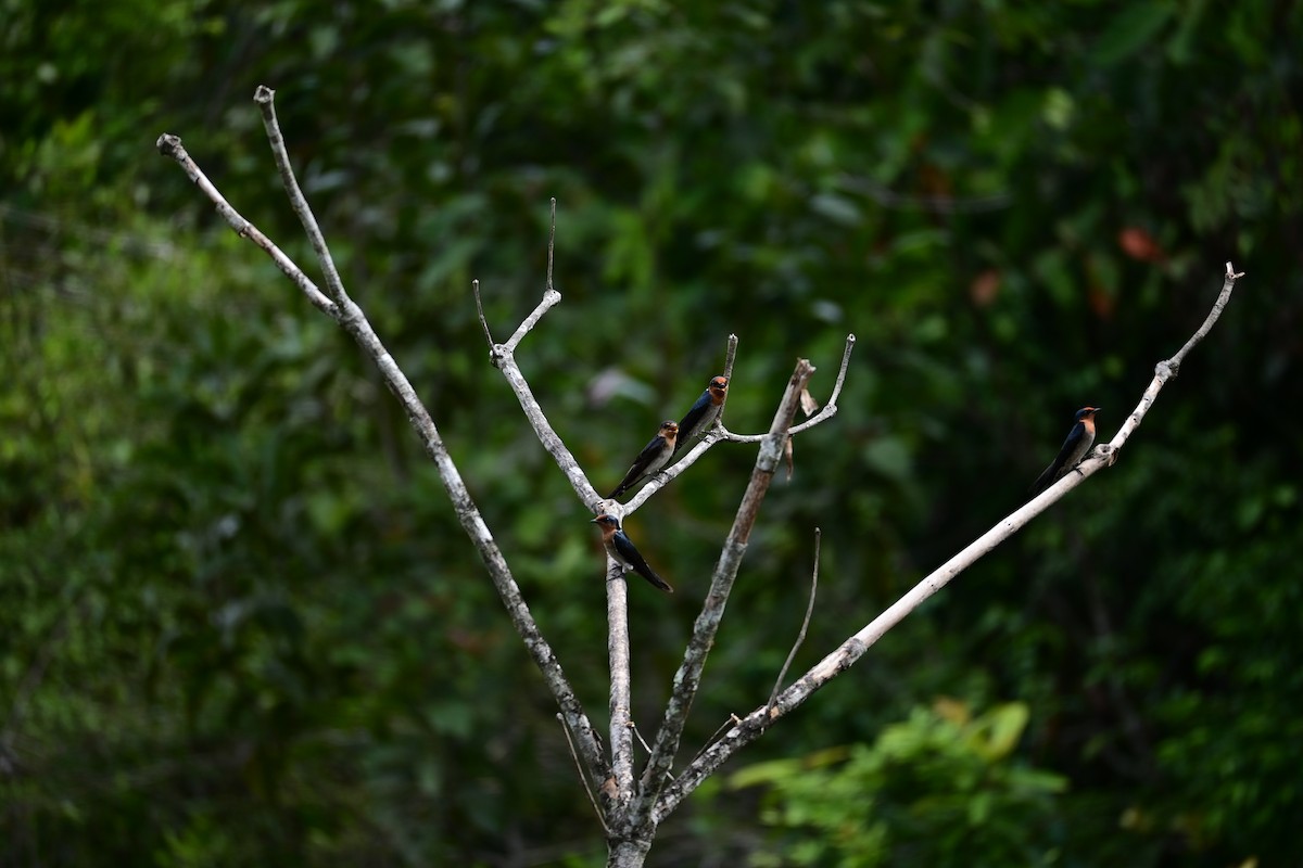 Pacific Swallow - ML646899199