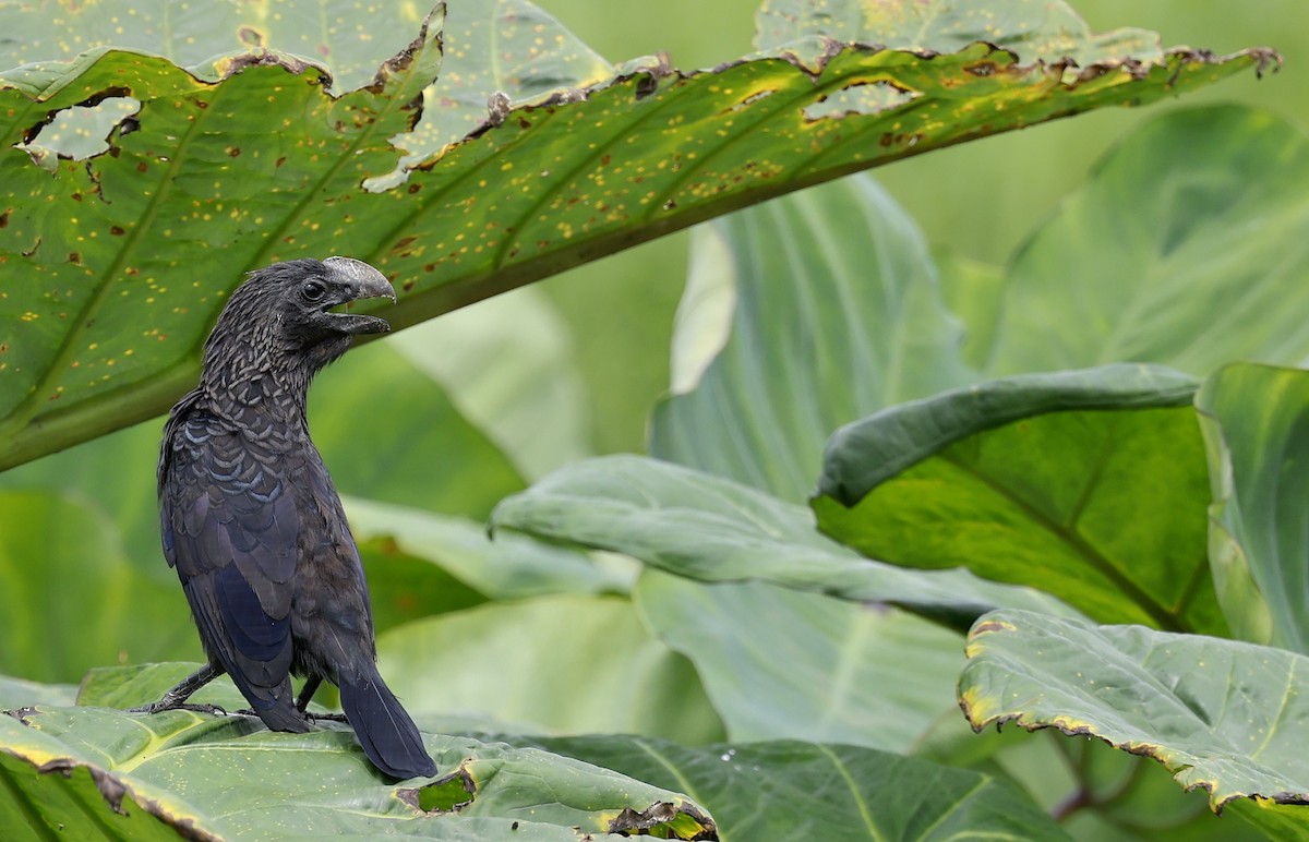 Smooth-billed Ani - ML646899200