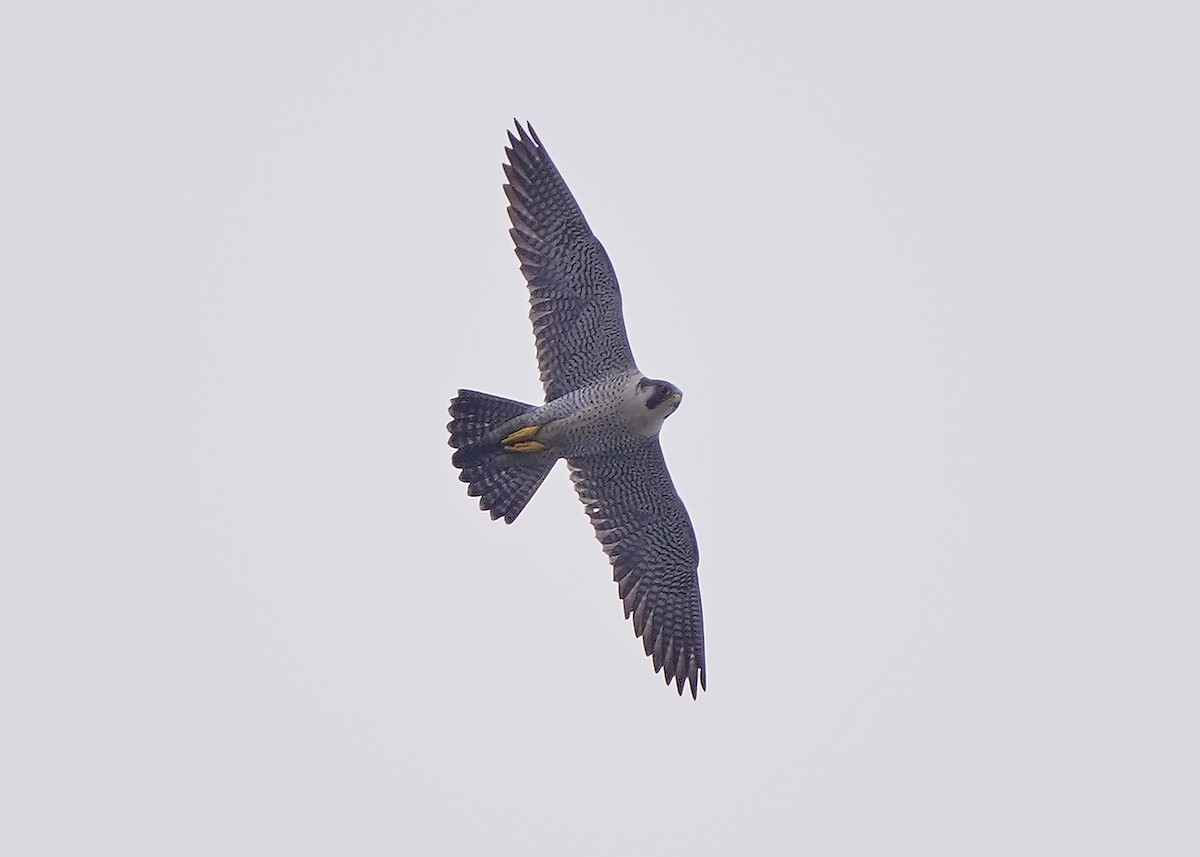 Gökdoğan - ML646899204