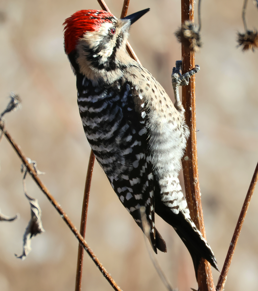 Ladder-backed Woodpecker - ML646899206