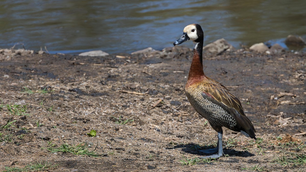Dendrocigna facciabianca - ML646899207