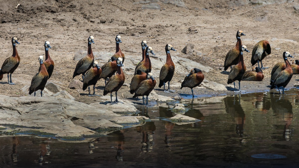 Dendrocigna facciabianca - ML646899208