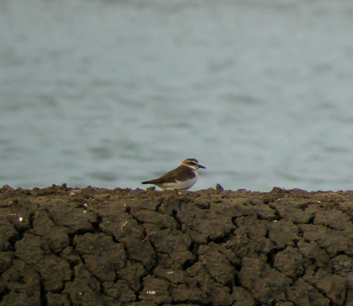 Cava Cılıbıtı - ML646899209