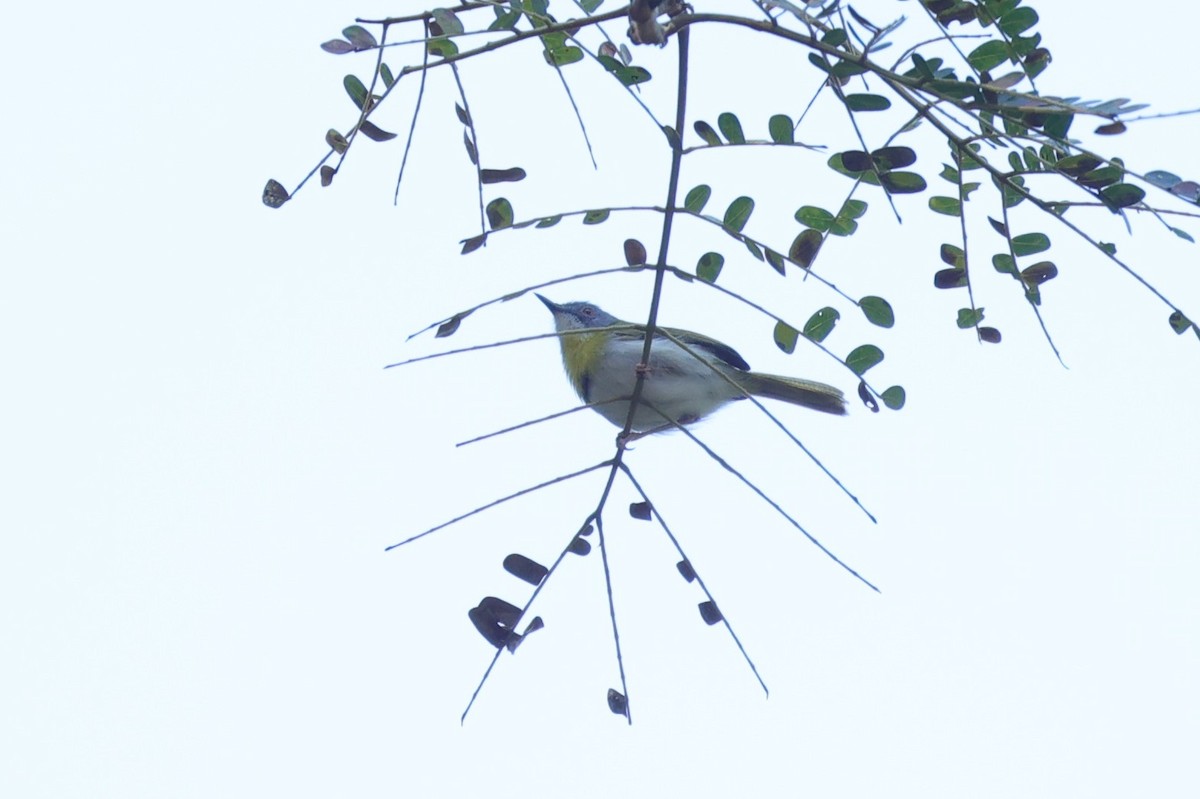 Gelbbrust-Feinsänger - ML646899210