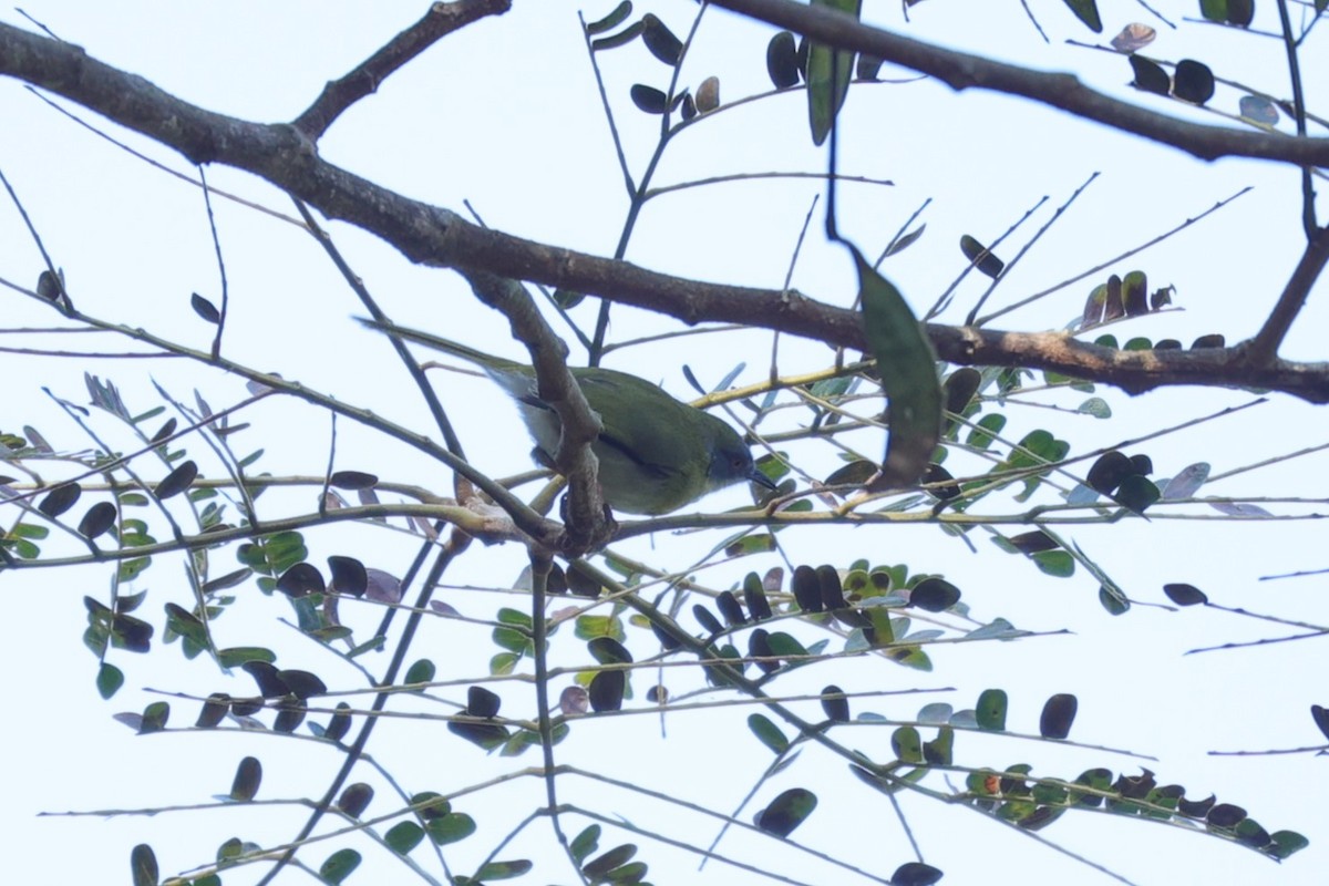 Gelbbrust-Feinsänger - ML646899211