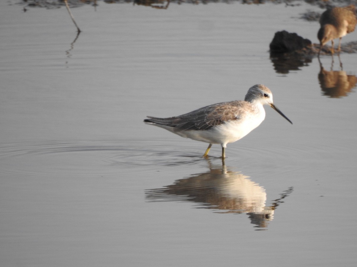 Marsh Sandpiper - ML646899214
