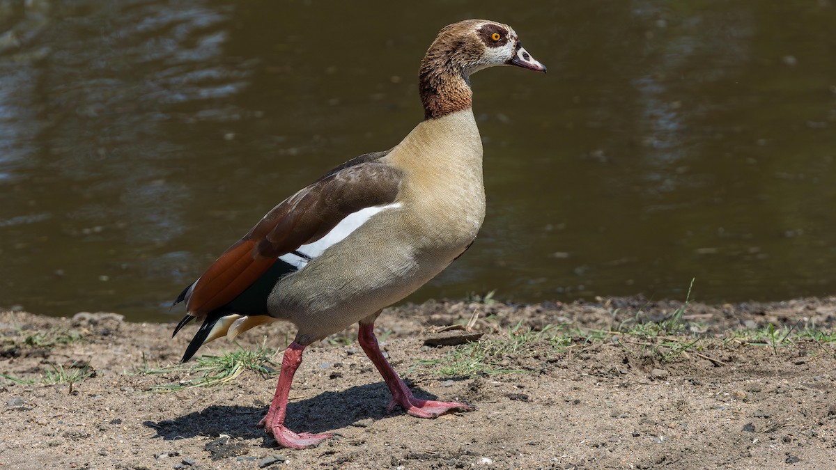 Каргарка нільська - ML646899221