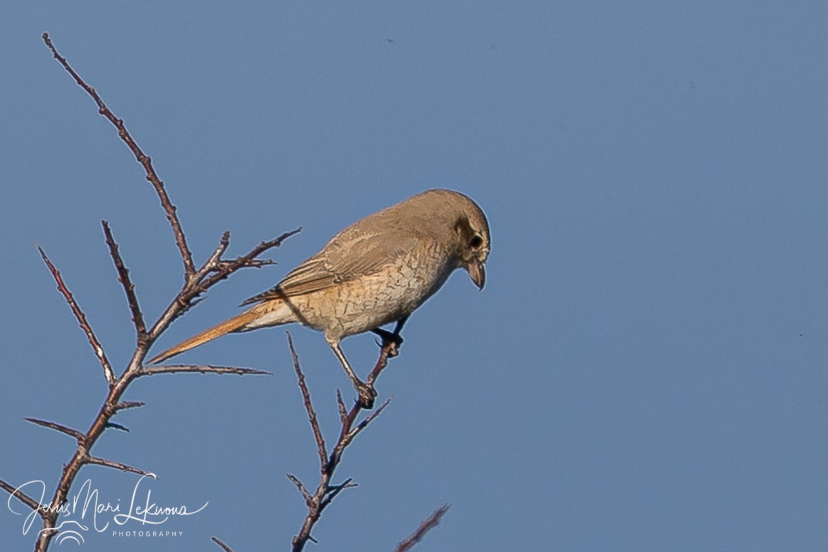 Antzandobi isabeldarra - ML646899222