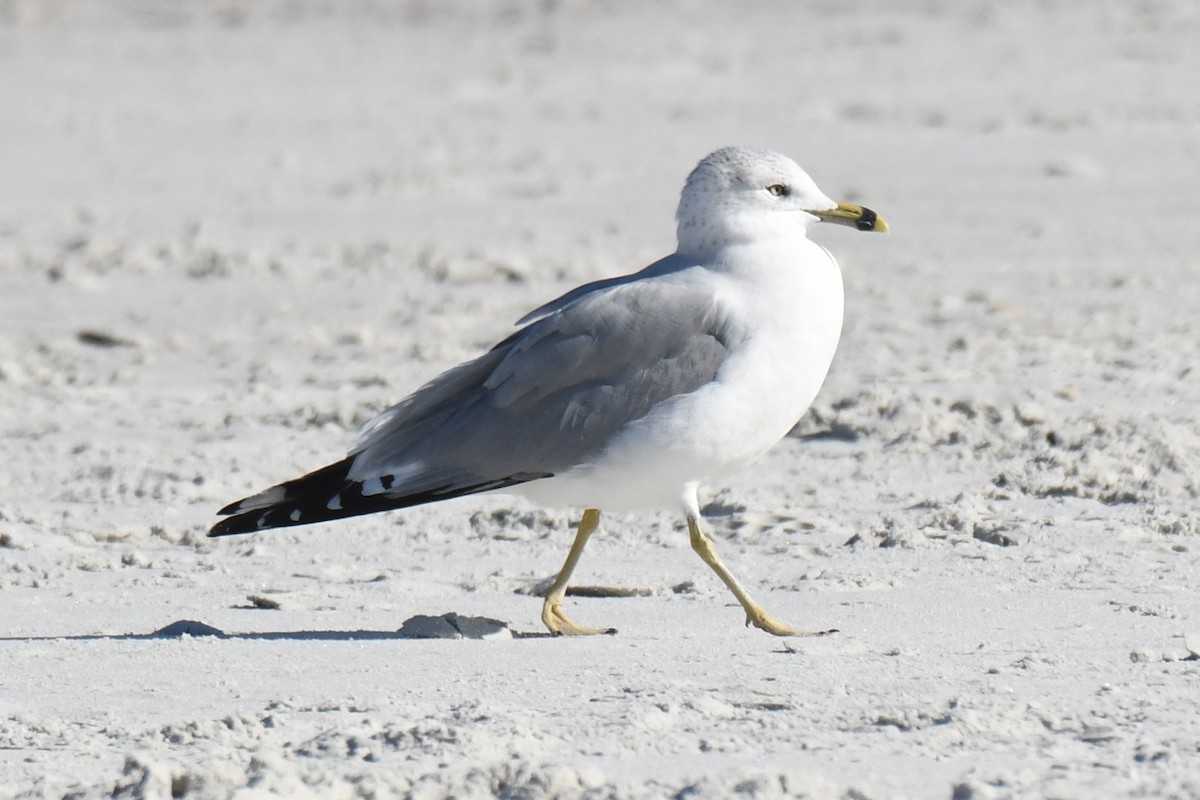 Ring-billed Gull - ML646899223