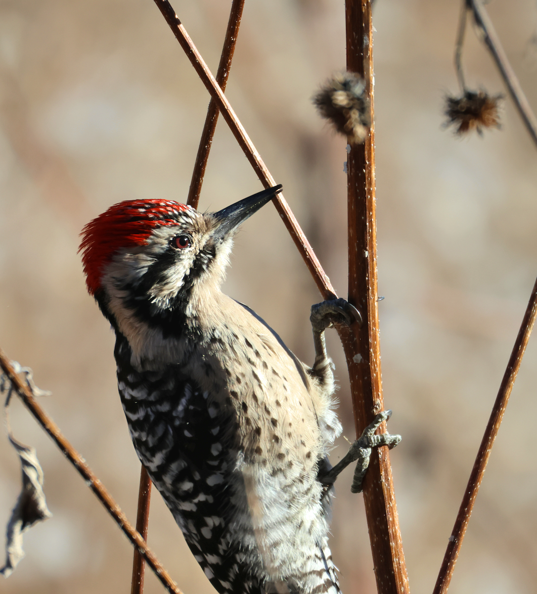 Ladder-backed Woodpecker - ML646899229