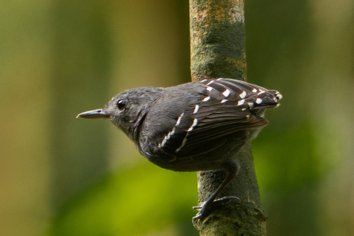 Plain-throated Antwren - ML646899230