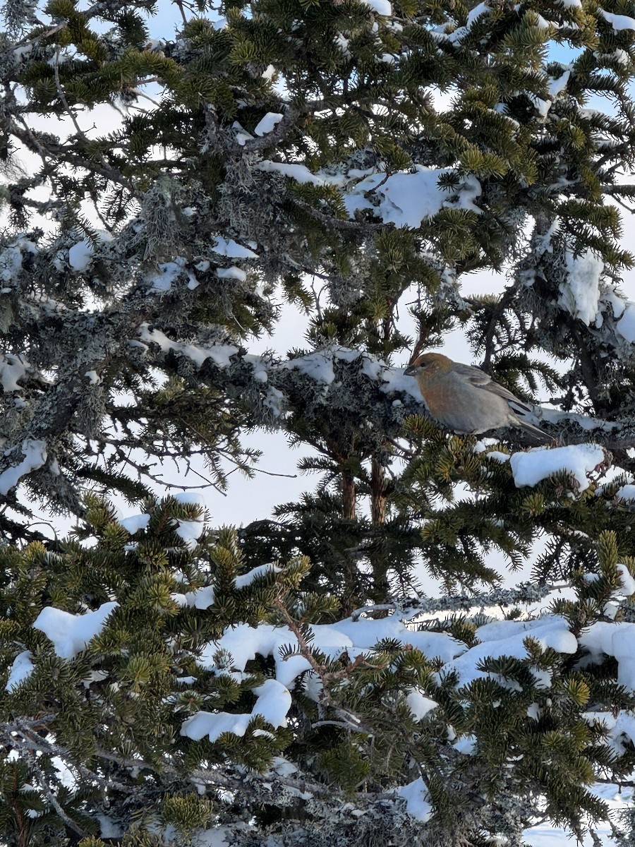 Смеречник тайговий - ML646899232