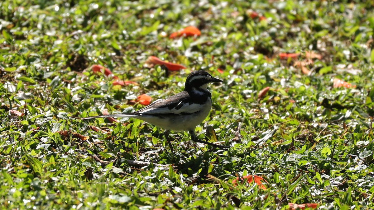 Witwenstelze - ML646899235