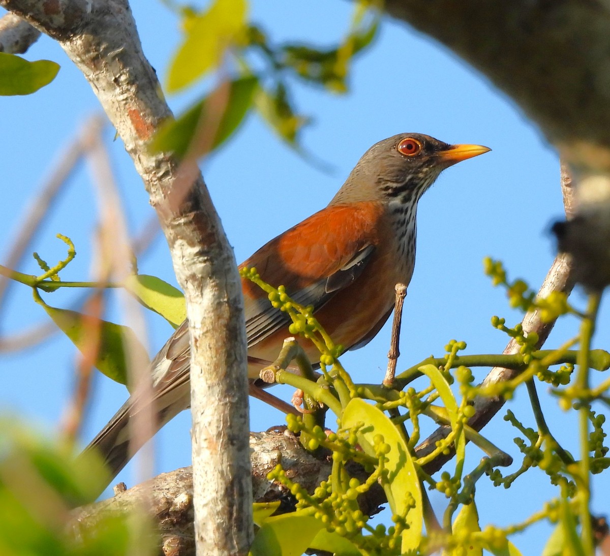 Rufous-backed Robin - ML646899236