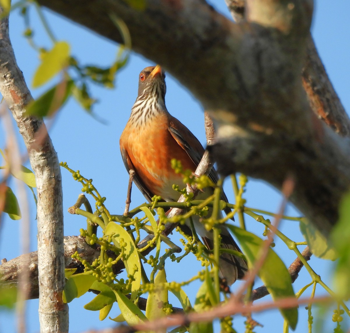 Rufous-backed Robin - ML646899237